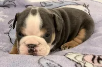 Bella, a female English Bulldog for sale in Manhattan, KS – 2 of 7