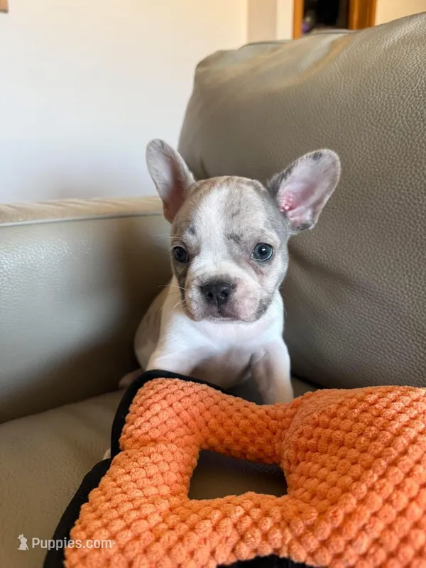 Bentley – French Bulldog puppy for sale in Manhattan, KS