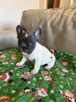 Reba, a female French Bulldog for sale in Manhattan, KS – Photo 4 of 5