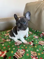 Reba, a female French Bulldog for sale in Manhattan, KS – Photo 2 of 5