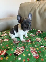 Reba, a female French Bulldog for sale in Manhattan, KS – Photo 1 of 5