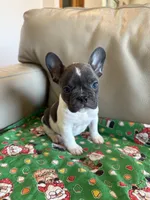Reba, a female French Bulldog for sale in Manhattan, KS – Photo 5 of 5