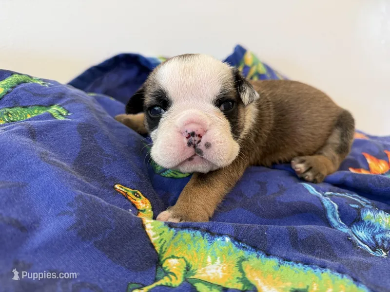 Shrek – English Bulldog puppy for sale in Manhattan, KS