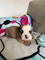 Shrek, a male English Bulldog for sale in Manhattan, KS – Photo 2 of 2