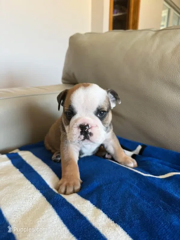 Shrek – English Bulldog puppy for sale in Manhattan, KS