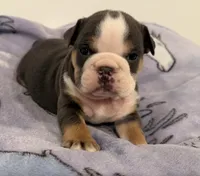 Bella, a female English Bulldog for sale in Manhattan, KS – 1 of 7