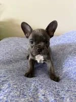 Poppy, a female French Bulldog for sale in Manhattan, KS – 6 of 10