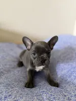 Poppy, a female French Bulldog for sale in Manhattan, KS – 4 of 10