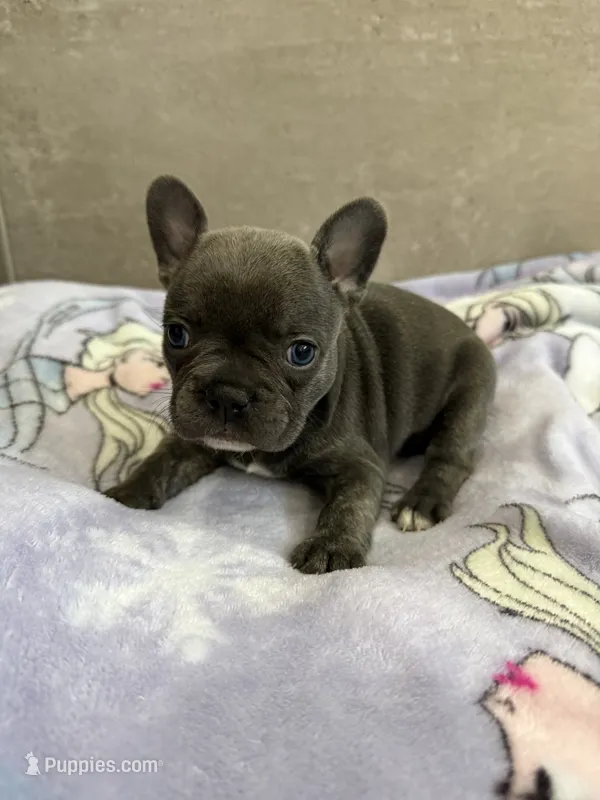 Lulu – French Bulldog puppy for sale in Manhattan, KS