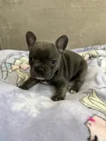 Lulu, a female French Bulldog for sale in Manhattan, KS – 1 of 4