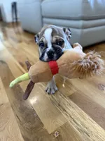 Abe, a male English Bulldog for sale in Manhattan, KS – Photo 3 of 6