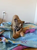 Abe, a male English Bulldog for sale in Manhattan, KS – Photo 5 of 6