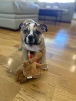 Abe, a male English Bulldog for sale in Manhattan, KS – Photo 4 of 6