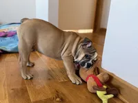 Abe, a male English Bulldog for sale in Manhattan, KS – Photo 6 of 6