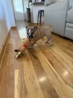 Abe, a male English Bulldog for sale in Manhattan, KS – Photo 2 of 6