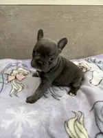 Lulu, a female French Bulldog for sale in Manhattan, KS – 2 of 4