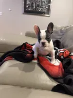 Dunn, a male French Bulldog for sale in Manhattan, KS – Photo 3 of 5