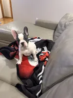 Dunn, a male French Bulldog for sale in Manhattan, KS – Photo 5 of 5