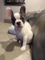 Dunn, a male French Bulldog for sale in Manhattan, KS – Photo 1 of 5