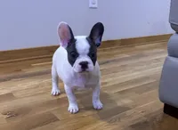 Dunn, a male French Bulldog for sale in Manhattan, KS – Photo 2 of 5