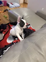 Dunn, a male French Bulldog for sale in Manhattan, KS – Photo 4 of 5