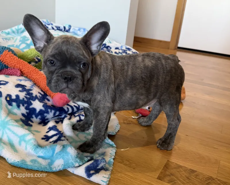 Ollie – French Bulldog puppy for sale in Manhattan, KS