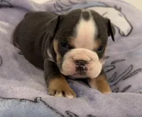 Bella, a female English Bulldog for sale in Manhattan, KS – 4 of 7