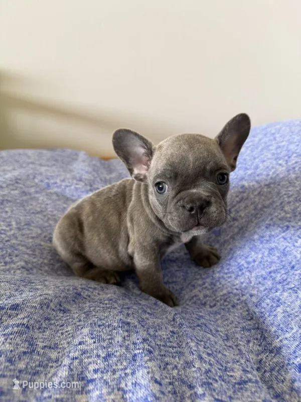 Louie – French Bulldog puppy for sale in Manhattan, KS