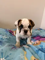 Piper, a female English Bulldog for sale in Manhattan, KS – Photo 2 of 8