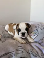 Piper, a female English Bulldog for sale in Manhattan, KS – Photo 8 of 8