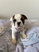 Piper, a female English Bulldog for sale in Manhattan, KS – Photo 3 of 8