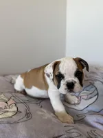 Piper, a female English Bulldog for sale in Manhattan, KS – Photo 5 of 8