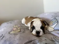 Piper, a female English Bulldog for sale in Manhattan, KS – Photo 7 of 8