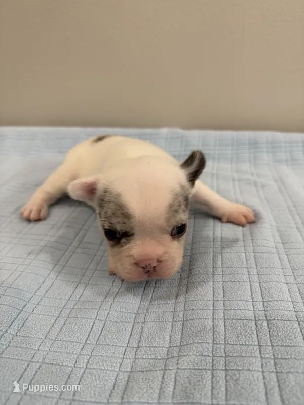 Jax – French Bulldog puppy for sale in Manhattan, KS