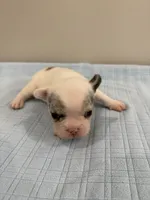 Jax, a male French Bulldog for sale in Manhattan, KS – 1 of 5