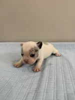 Jax, a male French Bulldog for sale in Manhattan, KS – 3 of 5
