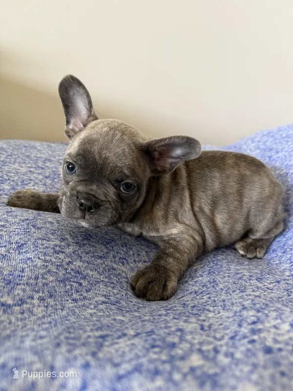 Ollie – French Bulldog puppy for sale in Manhattan, KS