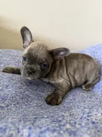 Ollie, a male French Bulldog for sale in Manhattan, KS – 8 of 8