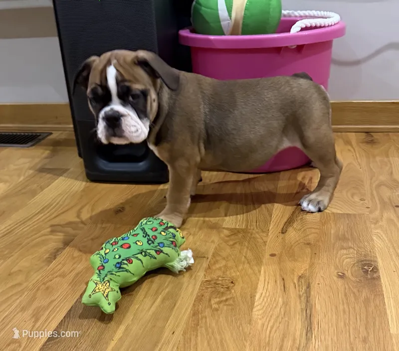 Felicia – English Bulldog puppy for sale in Manhattan, KS