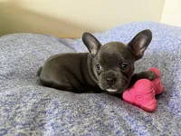 Poppy, a female French Bulldog for sale in Manhattan, KS – 5 of 10