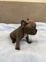 Louie, a male French Bulldog for sale in Manhattan, KS – 3 of 4