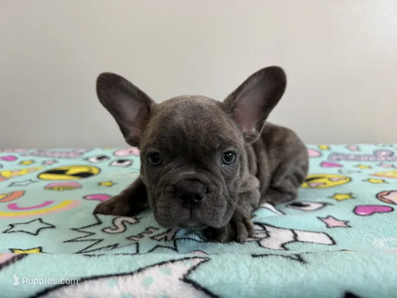 Ollie – French Bulldog puppy for sale in Manhattan, KS