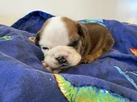 Fergus , a male English Bulldog for sale in Manhattan, KS – Photo 2 of 2