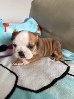 Fergus , a male English Bulldog for sale in Manhattan, KS – Photo 1 of 2