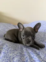 Poppy, a female French Bulldog for sale in Manhattan, KS – 7 of 10