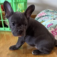 Poppy, a female French Bulldog for sale in Manhattan, KS – 9 of 10