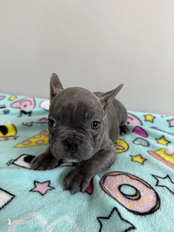 Louie – French Bulldog puppy for sale in Manhattan, KS