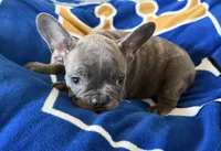 Louie, a male French Bulldog for sale in Manhattan, KS – 2 of 4