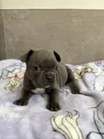 Millie, a female French Bulldog for sale in Manhattan, KS – 2 of 4