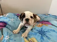 Lauren, a female English Bulldog for sale in Manhattan, KS – Photo 1 of 5